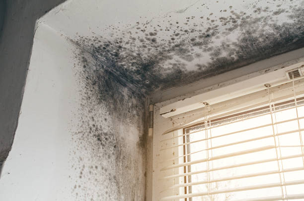 Trusted Basement Mold Remediation service in Clermont, KY - Cheap Mold Removal